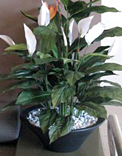 planters